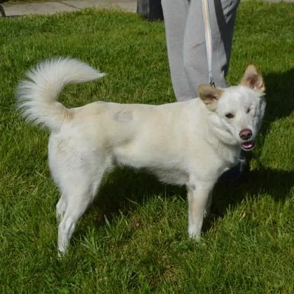 A young medium-sized female Mixed Breed dog named Sarah Jane+ for adoption in Elk Grove Village, IL