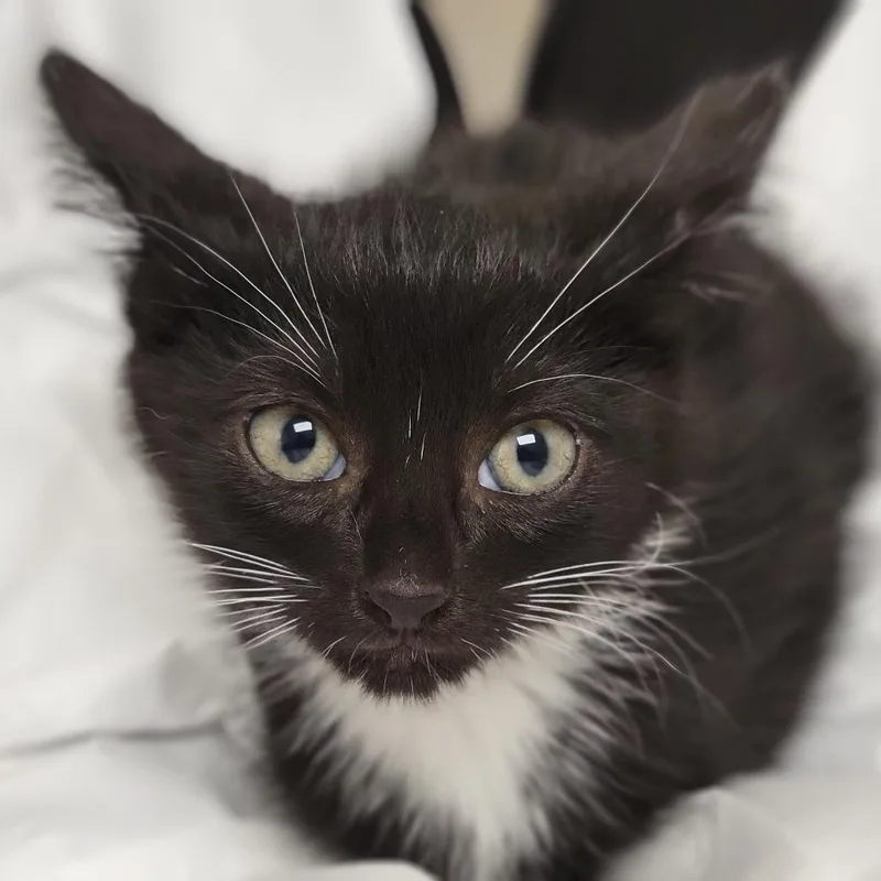 A baby small-sized male Black Domestic Short Hair cat named Zuko for adoption in Sarasota, FL