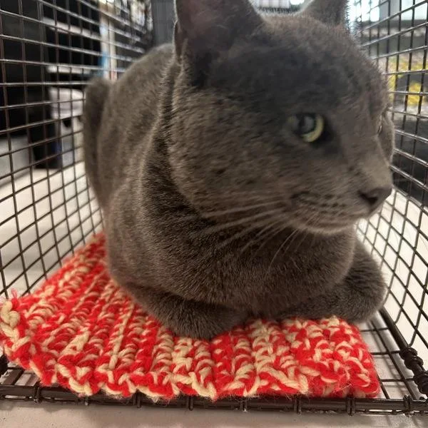 An adult medium-sized male Domestic Short Hair cat named Slater for adoption in Des Moines, IA