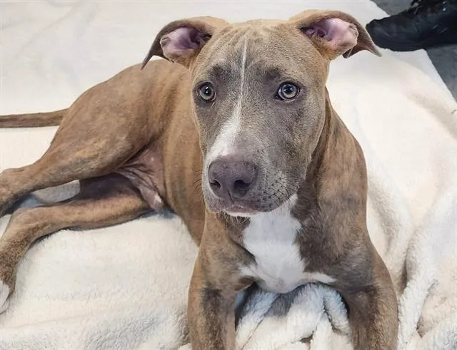 A young medium-sized male Staffordshire Bull Terrier dog named Apollo for adoption in Brunswick, GA