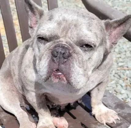 A young medium-sized female French Bulldog dog named A for adoption in Tracy, CA