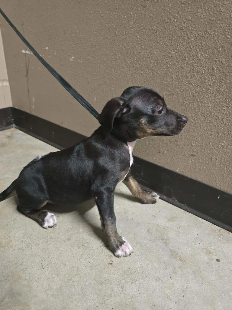 A baby medium-sized female Labrador Retriever dog named Fern for adoption in Huntsville, TX