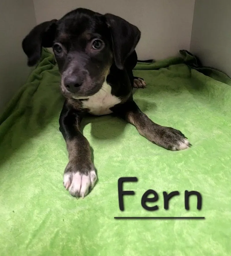 Fern thumbnail 2