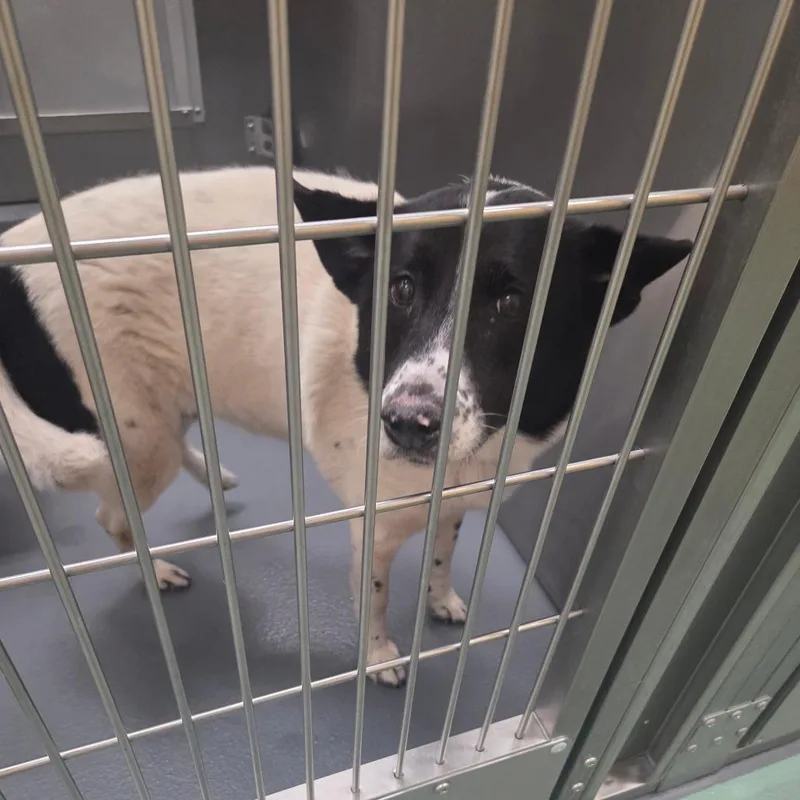 A senior medium-sized female White / Cream Mixed Breed dog named Sweetie for adoption in Memphis, TN