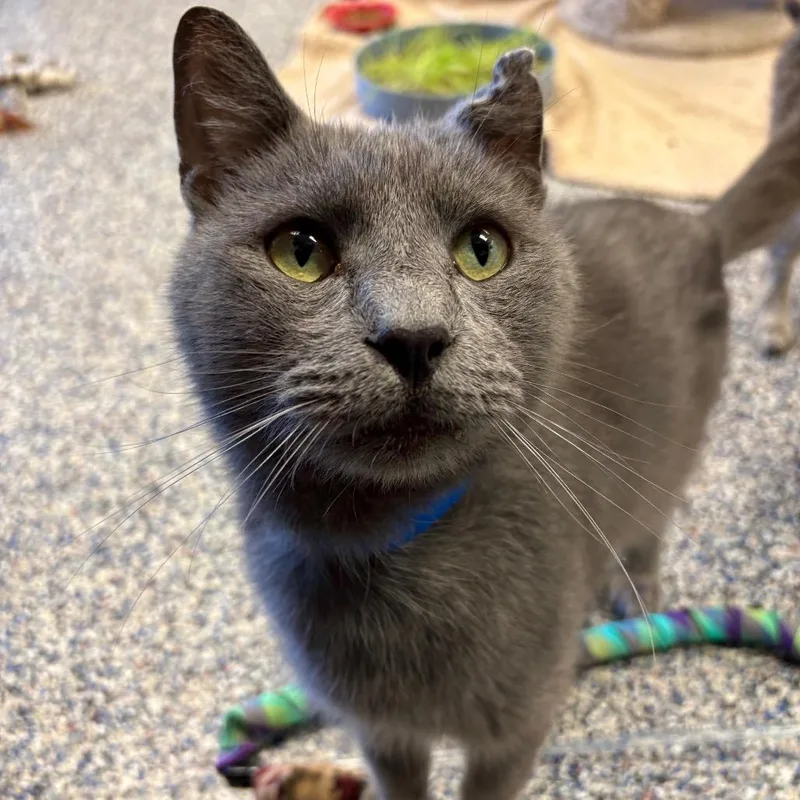 An adult medium-sized male Gray / Blue / Silver Domestic Short Hair cat named Pecorino for adoption in Fairport, NY