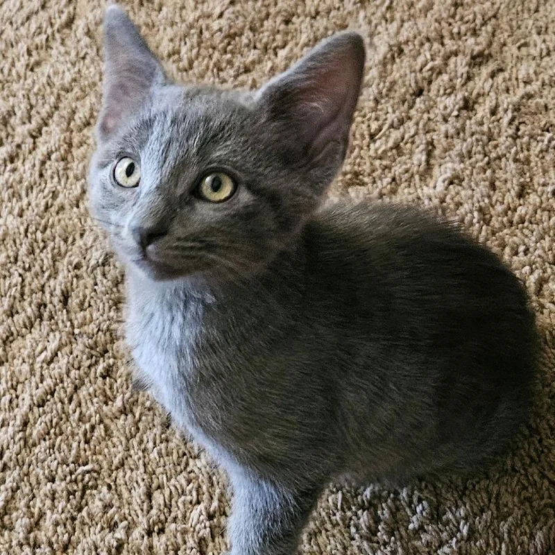A baby small-sized male Gray / Blue / Silver Domestic Short Hair cat named Tator Tot for adoption in Hemet, CA