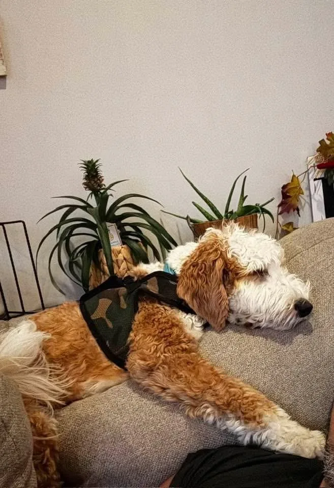 A young medium-sized male Goldendoodle dog named Fred D for adoption in Poplar Grove, IL