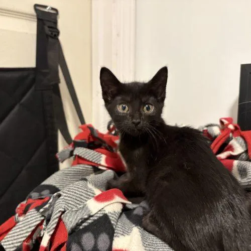 A baby small-sized male Black Domestic Short Hair cat named Toothless for adoption in Sanford, NC