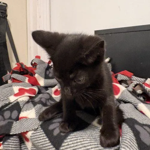 Toothless thumbnail 4