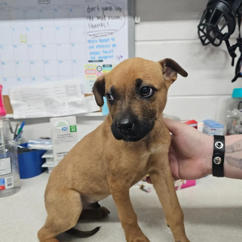 A young small-sized male Mountain Cur dog named Thor Aka Sparky for adoption in Camden, TN