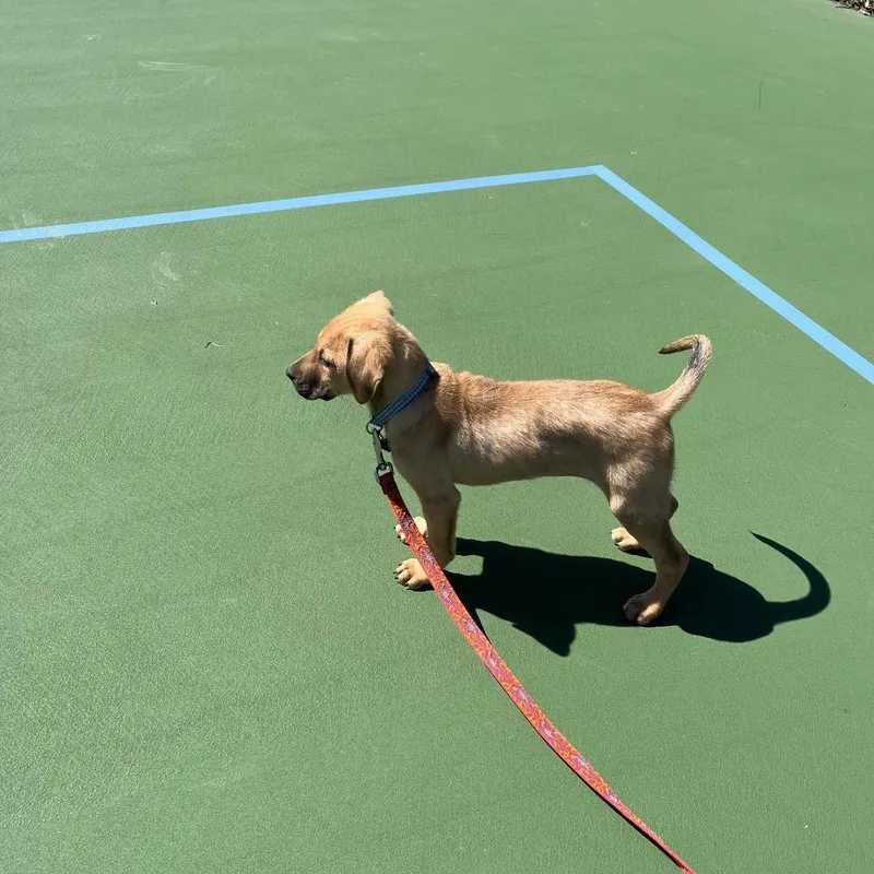 A baby medium-sized female Yellow / Tan / Blond / Fawn Mountain Cur dog named Eloise for adoption in Newark, DE