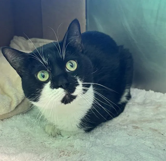 A young medium-sized male Domestic Short Hair cat named Felix for adoption in Boston, MA