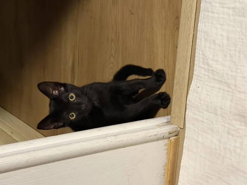 A baby small-sized male Black Domestic Short Hair cat named Ozzy for adoption in La Jolla, CA
