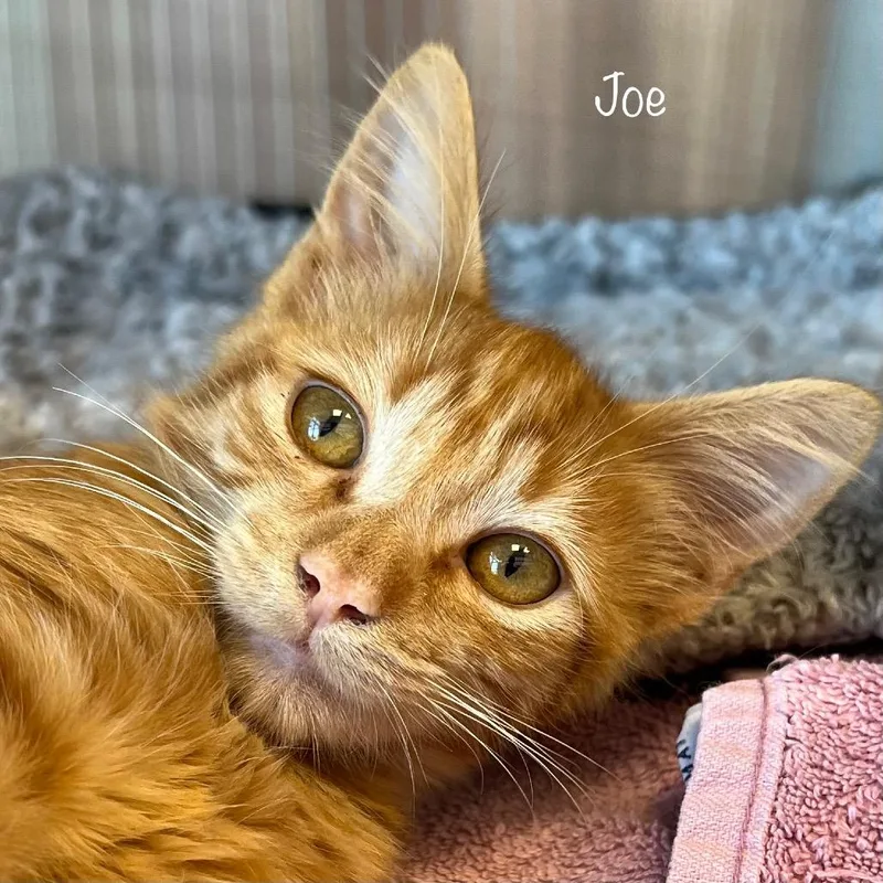 A baby small-sized male Domestic Short Hair cat named Joe for adoption in Knoxville, TN