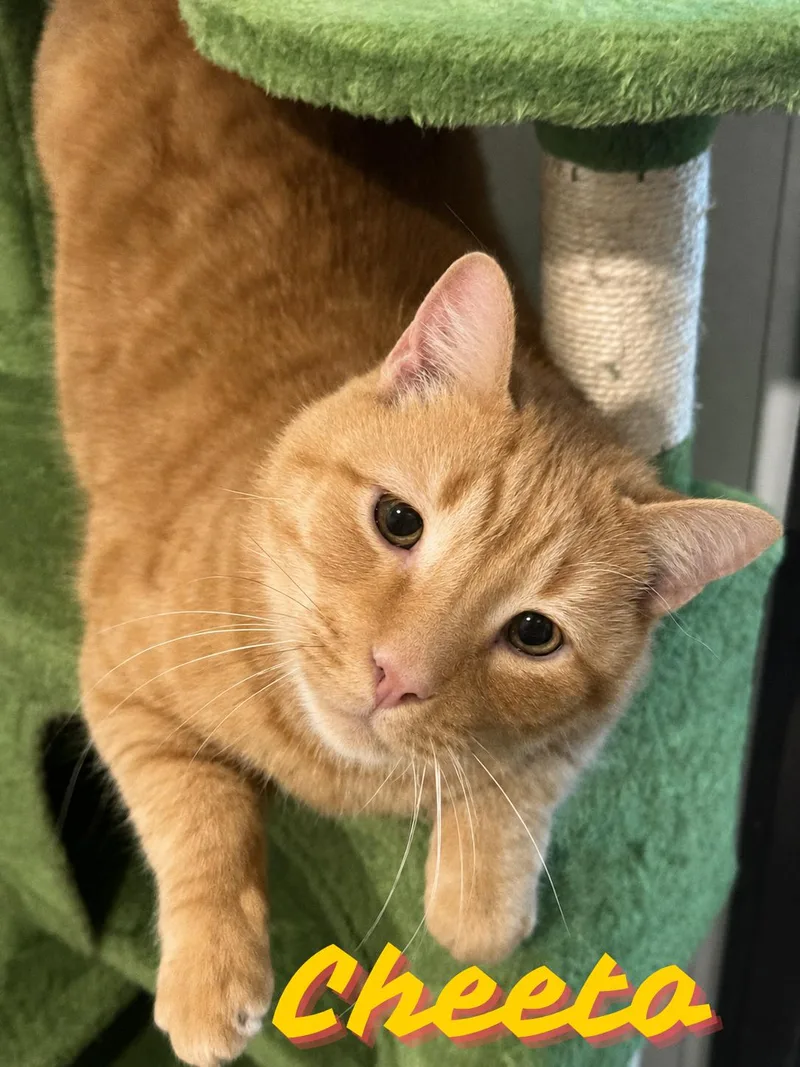 A senior large-sized male Orange & White Domestic Short Hair cat named Cheeto for adoption in Orleans, VT