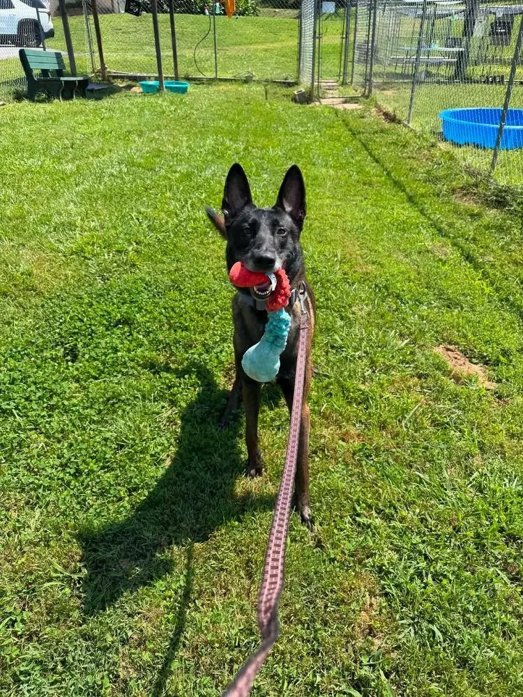 An adult medium-sized male Tricolor (Brown, Black, & White) Belgian Shepherd / Malinois dog named Brock Located in for adoption in Imlay City, MI