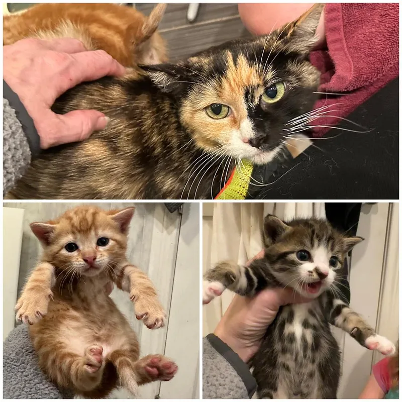 Winstead thumbnail 2