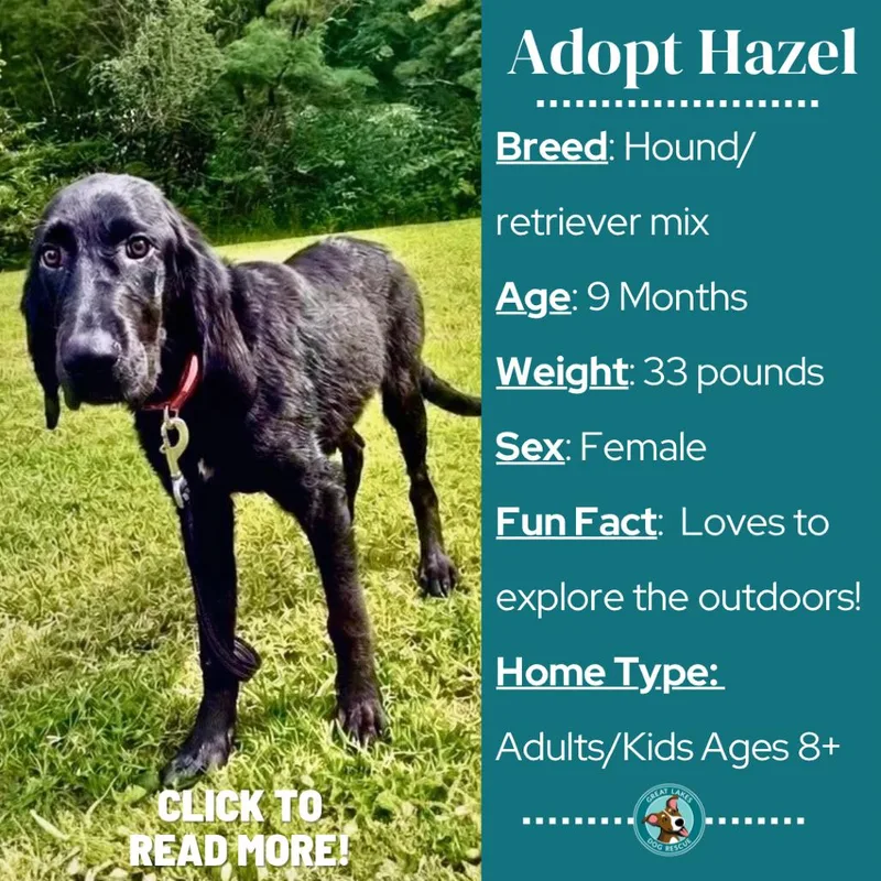 Hazel thumbnail 2