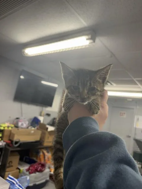 Melvin