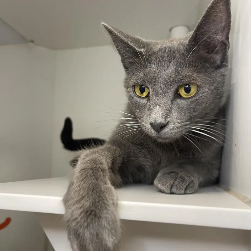A young small-sized male Domestic Short Hair cat named Yacht for adoption in Los Angeles, CA