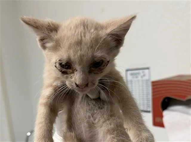 A baby small-sized male Domestic Short Hair cat named Red for adoption in Bakersfield, CA