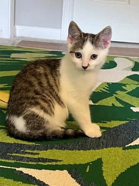A baby small-sized male Domestic Medium Hair cat named Shrimp for adoption in Statesville, NC