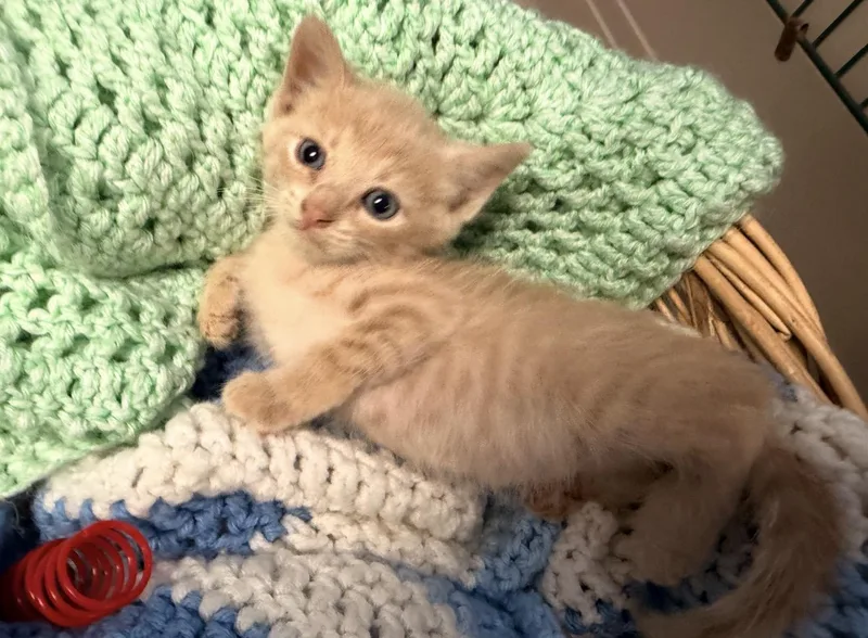 A baby medium-sized male Domestic Short Hair cat named Chai for adoption in Batesville, AR