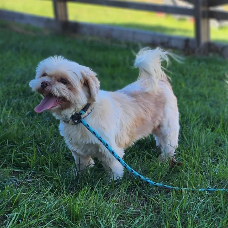 An adult small-sized female White / Cream Shih Tzu dog named Sunflower for adoption in Toms Brook, VA