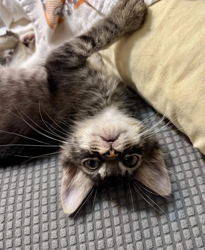 A baby medium-sized male Domestic Short Hair cat named Chervil for adoption in Sorrento, LA