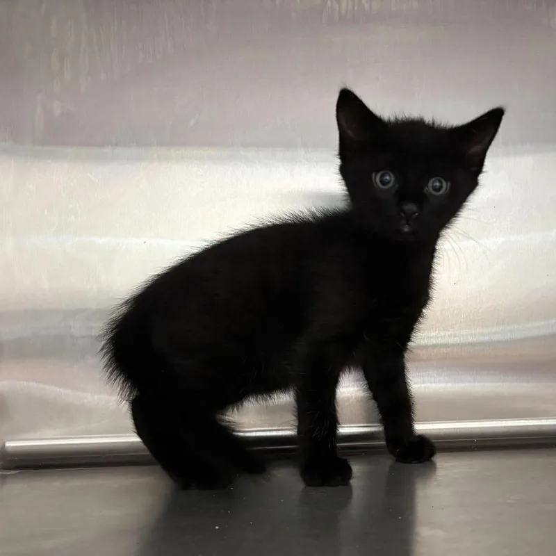 A baby small-sized male Black Domestic Short Hair cat named Goodnight Kisses for adoption in Carencro, LA