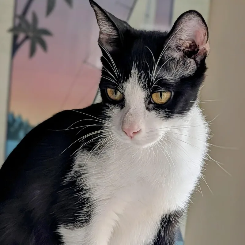 KitKat