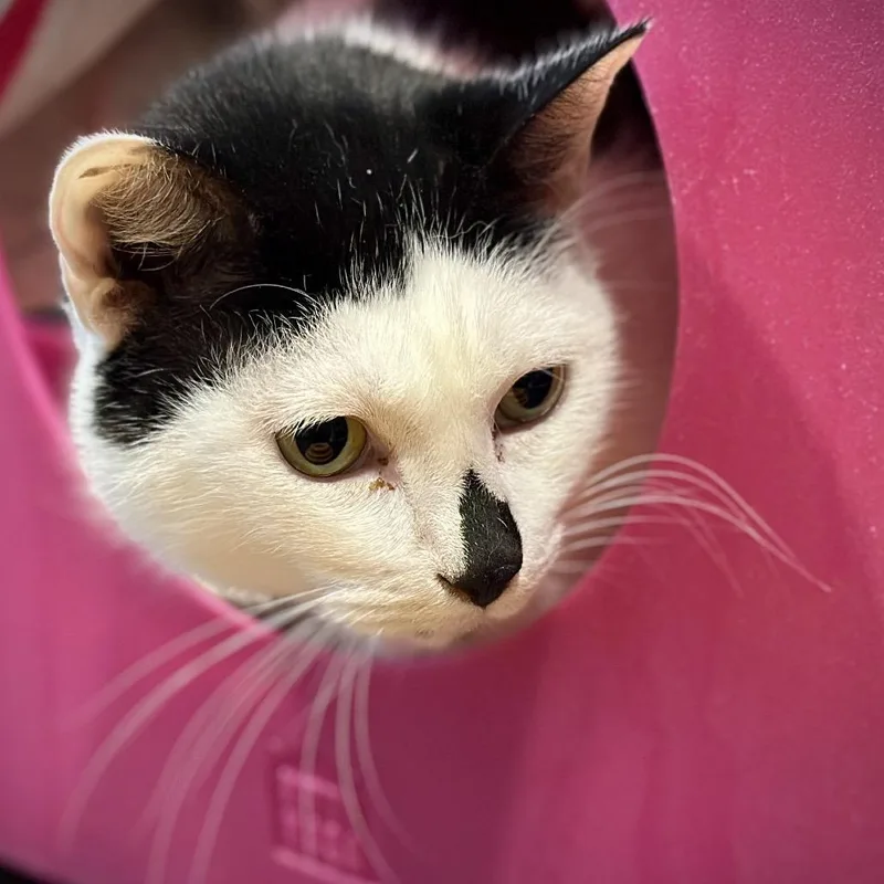 A senior small-sized male White Domestic Short Hair cat named Smudge for adoption in Austin, TX