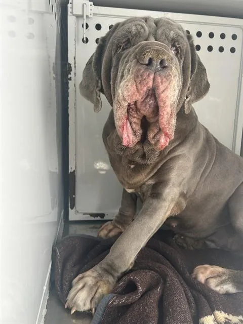 An adult extra large-sized female Neapolitan Mastiff dog named Bonnie Blue for adoption in Martinez, CA