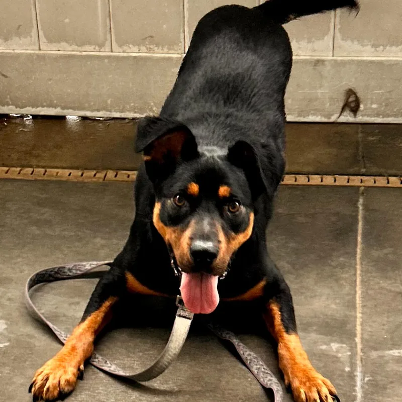 Rylo Fka Chico thumbnail 2