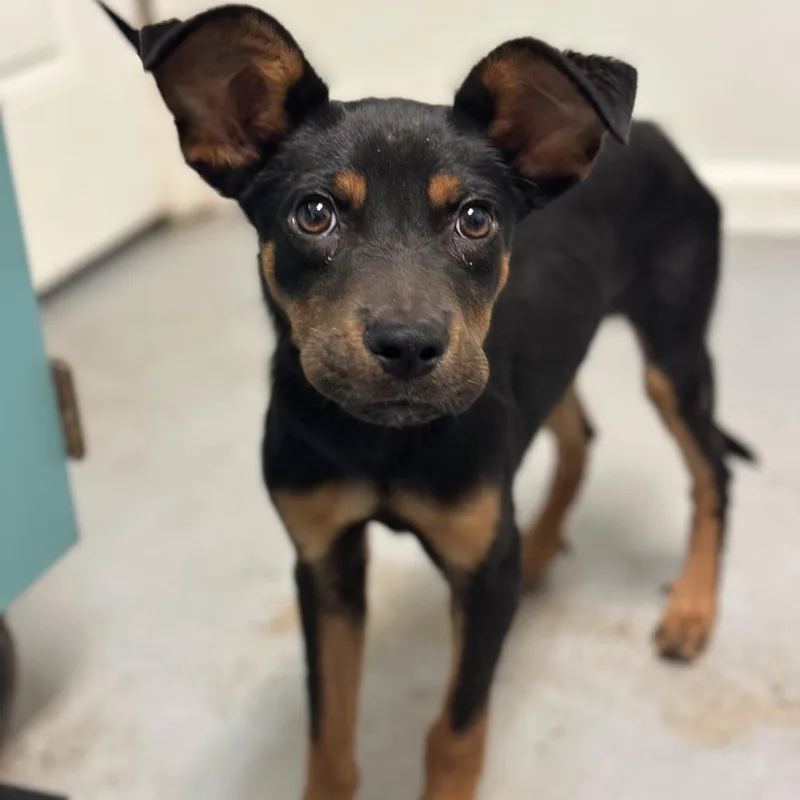 Rylo Fka Chico thumbnail 3