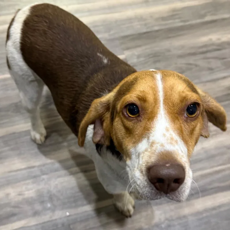 An adult medium-sized male Beagle dog named Sam for adoption in Muncie, IN