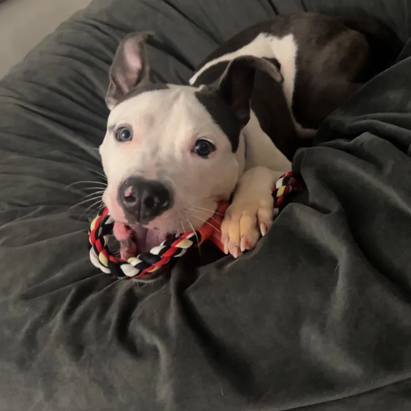 A young small-sized male Pit Bull Terrier dog named Blue D for adoption in Princeton, MN
