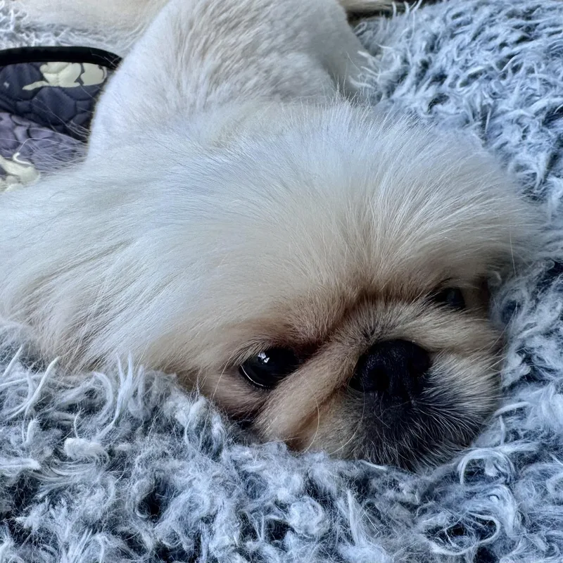 A young small-sized male White / Cream Pekingese dog named Benni Miller for adoption in Plano, TX