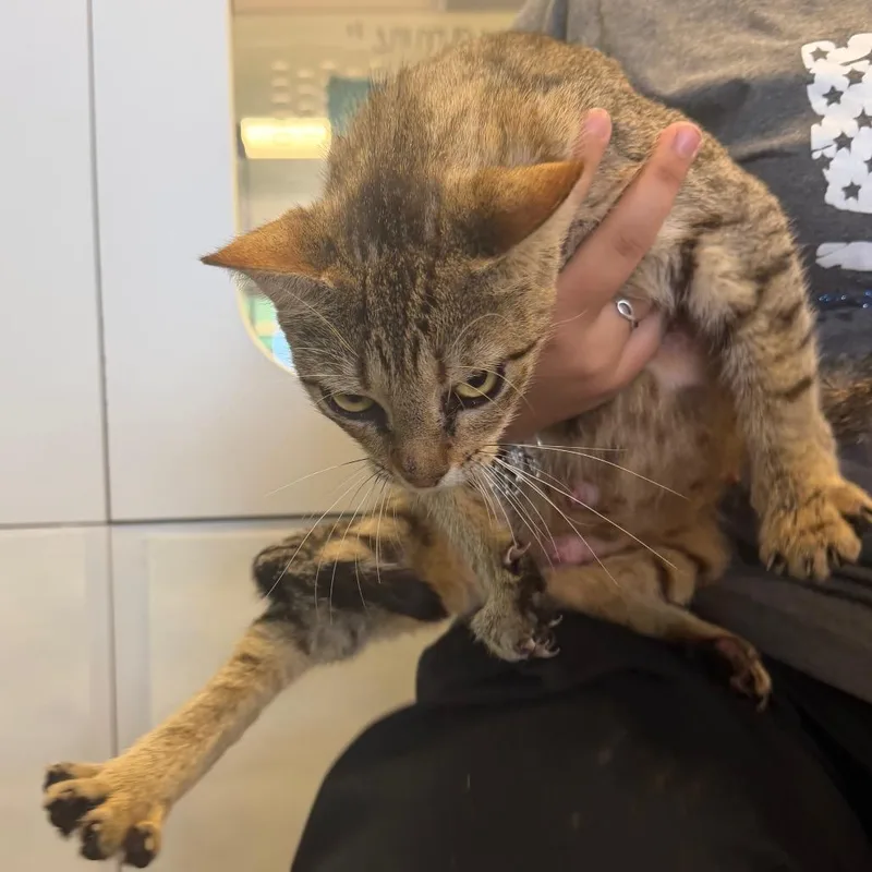 An adult medium-sized female Buff / Tan / Fawn Domestic Short Hair cat named Nessie for adoption in Lake Jackson, TX