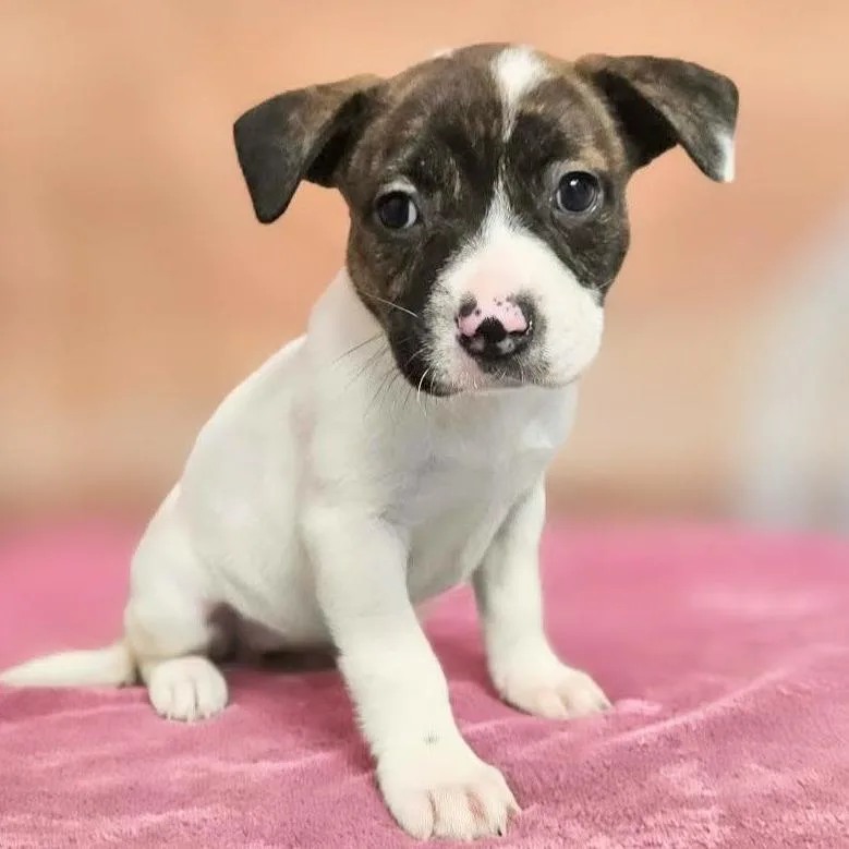 A baby medium-sized female Brindle Pit Bull Terrier dog named Gaia for adoption in Griswold, CT