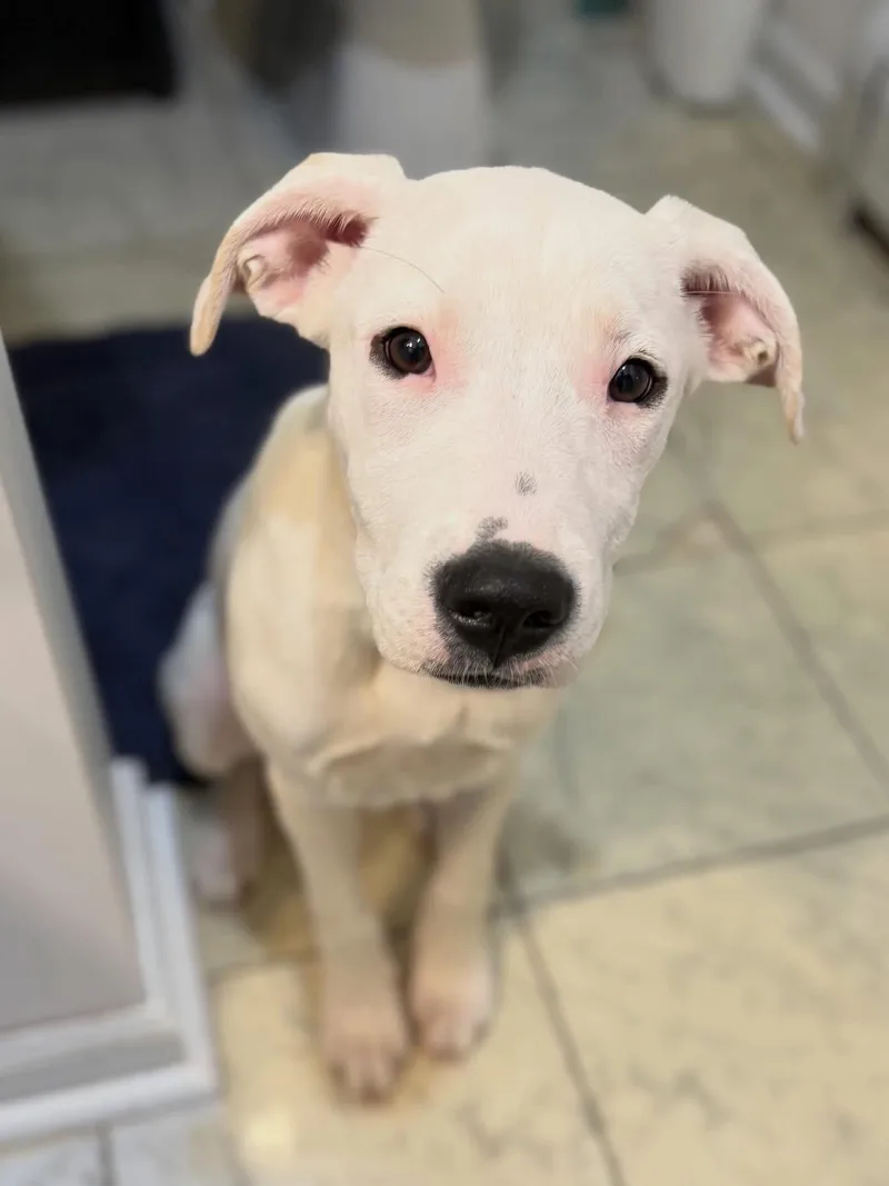 A baby medium-sized female White / Cream Mixed Breed dog named Lucy for adoption in Highland, NY