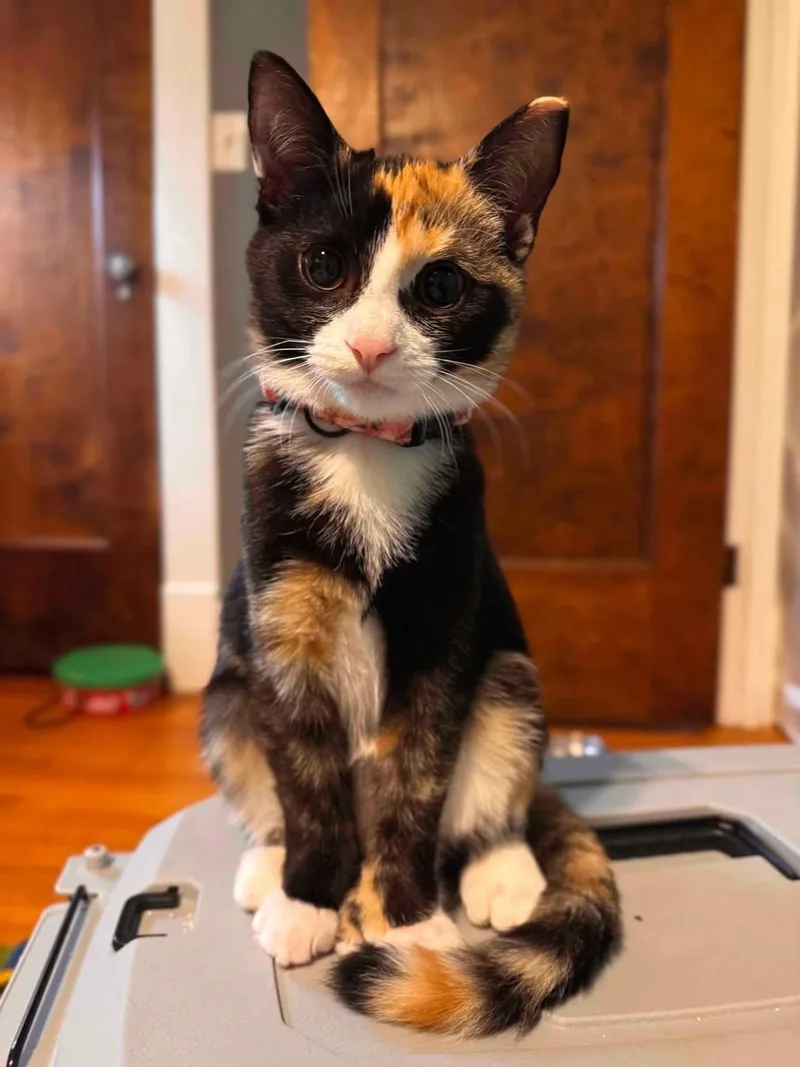 A baby medium-sized female Domestic Short Hair cat named Melody for adoption in Cowlesville, NY