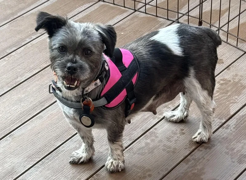 A young small-sized female Shih Tzu dog named Lizzie for adoption in Media, PA