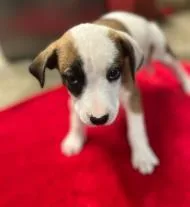 A baby medium-sized female Mixed Breed dog named Lemon for adoption in West Chester, PA