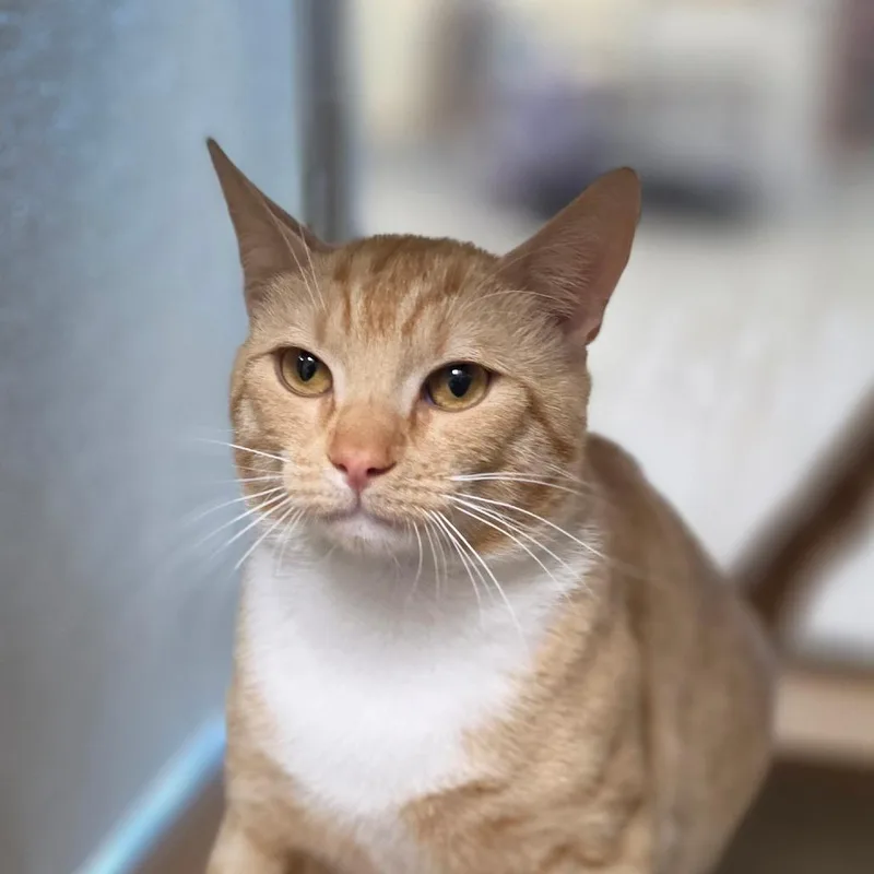An adult large-sized male Orange / Red Domestic Short Hair cat named Firestar for adoption in Chatham, VA