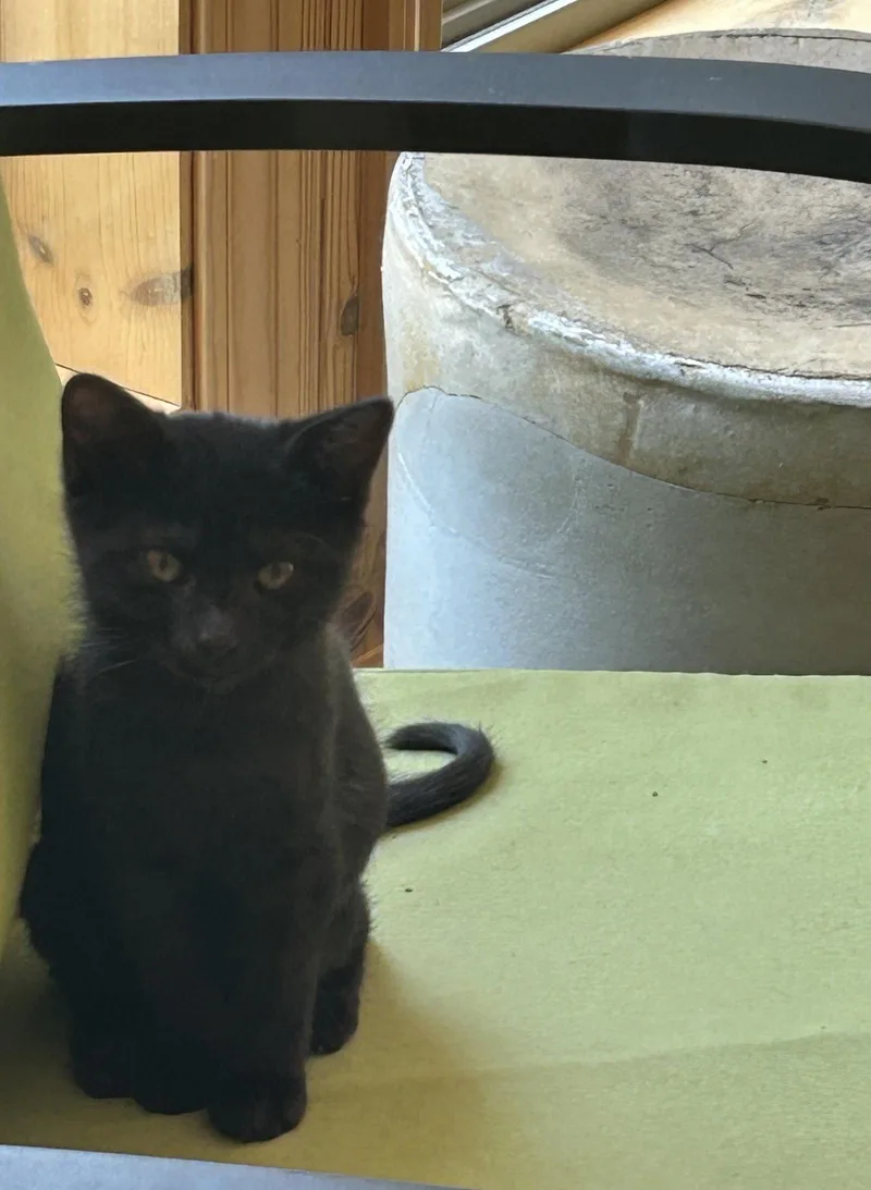 A baby medium-sized female Black Domestic Short Hair cat named Rosemary for adoption in Nashville, TN