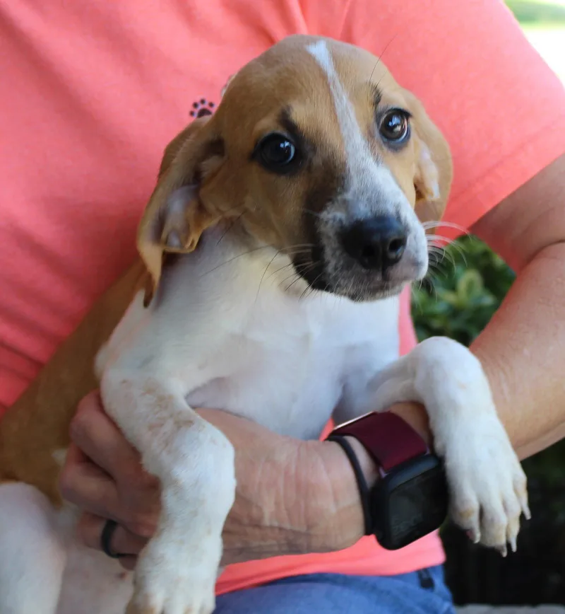 A baby medium-sized female Treeing Walker Coonhound dog named Pearl for adoption in Prattville, AL