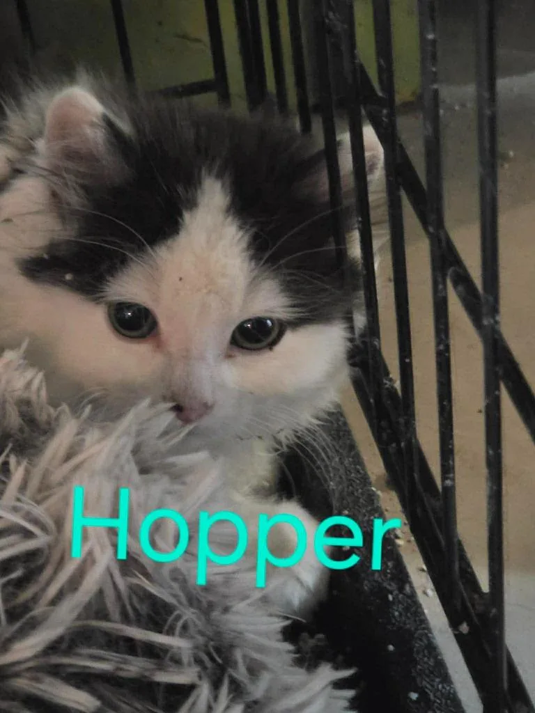 Hopper thumbnail 2