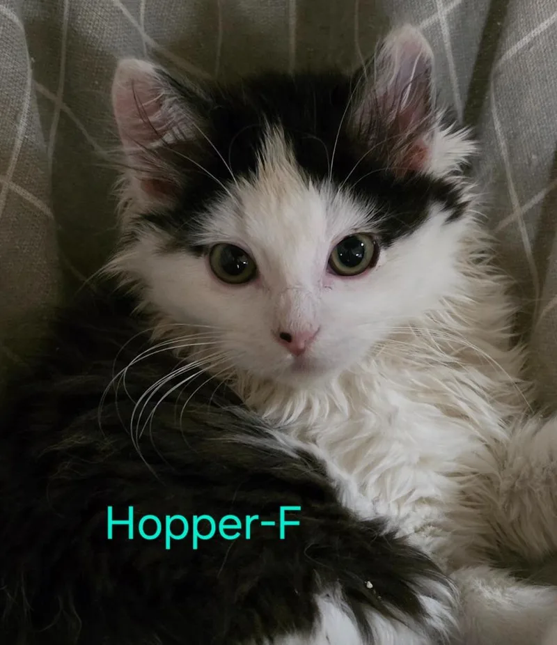 Hopper thumbnail 3