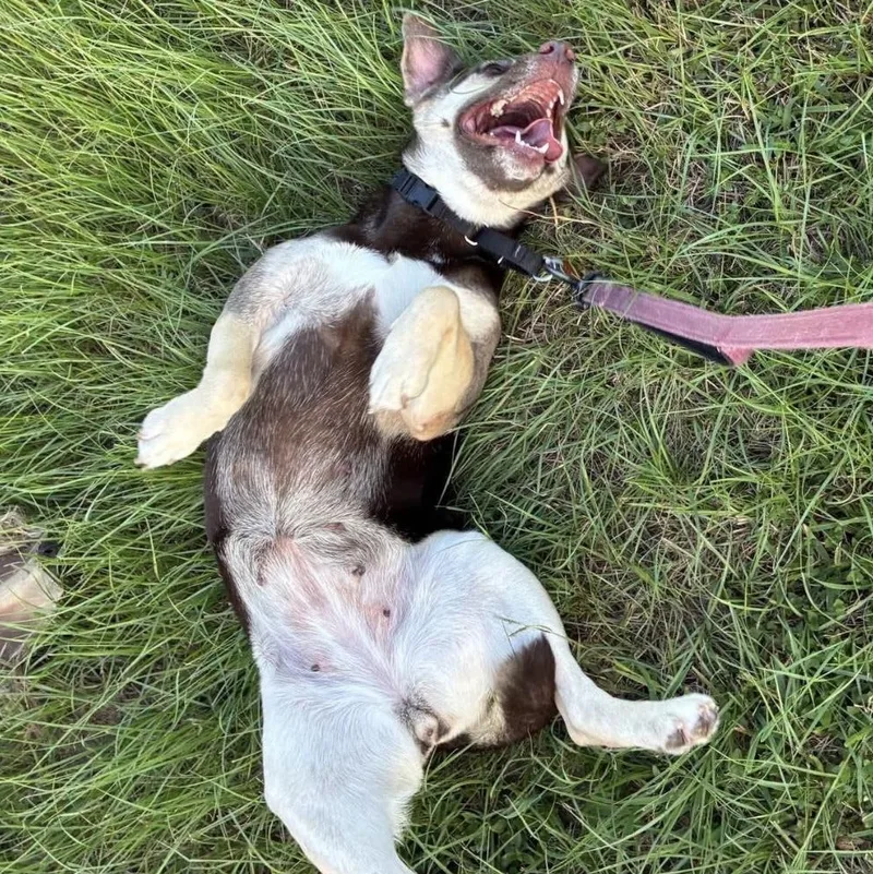 A young medium-sized female Brown / Chocolate Shepherd dog named Nova for adoption in Longview, TX